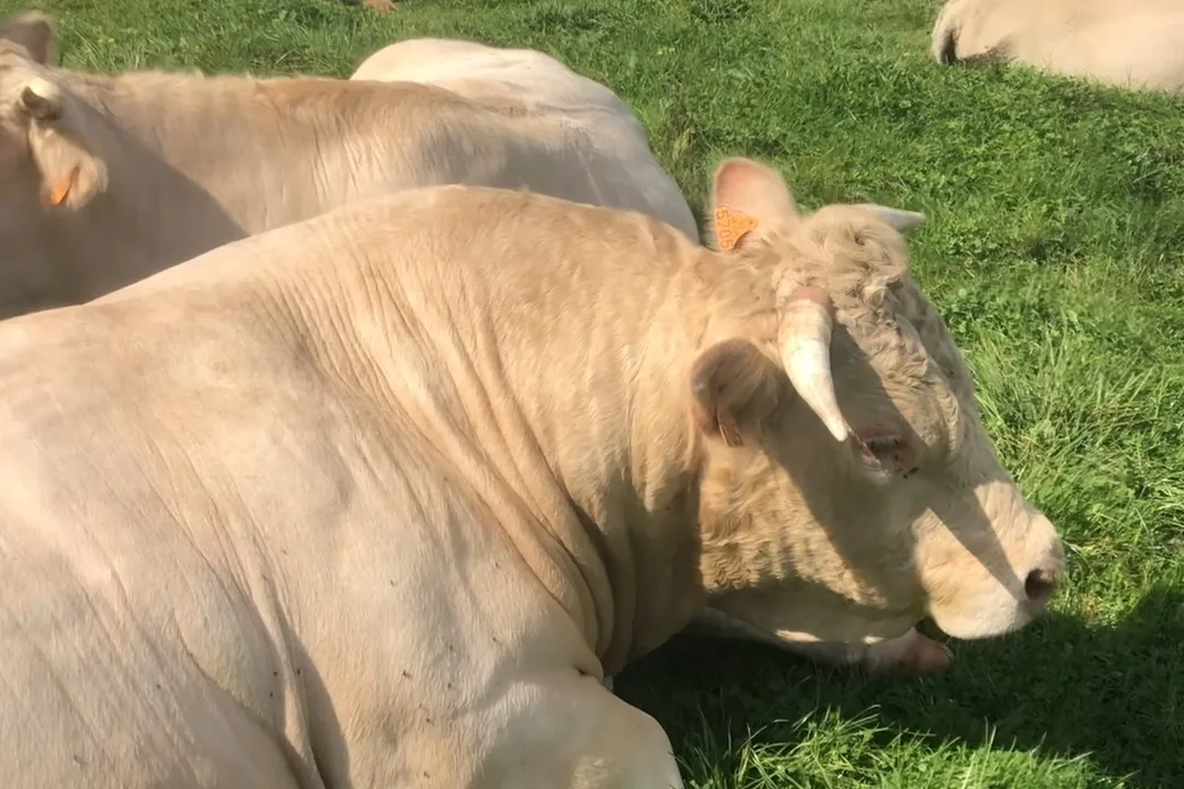 Bovins dans l’étable de la ferme